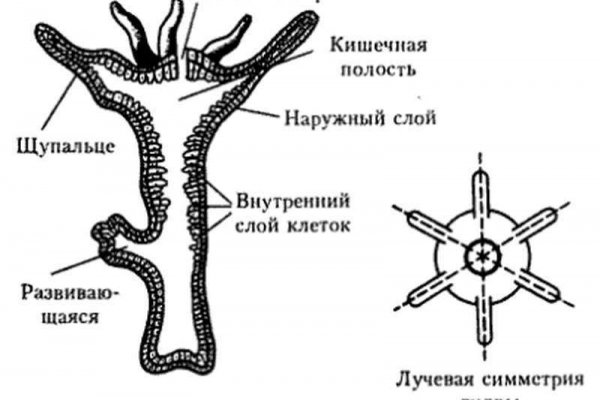 Кракен нарк